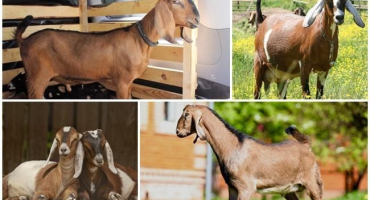 Popis a mléčnost koz núbijského plemene, jejich barva a přibližná cena